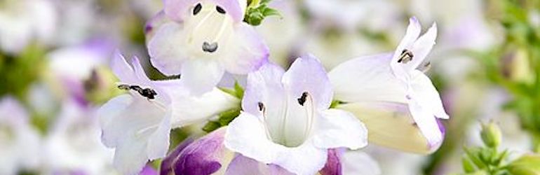 Новый Penstemon 'Harlequin Lilac' от Thompson & Morgan