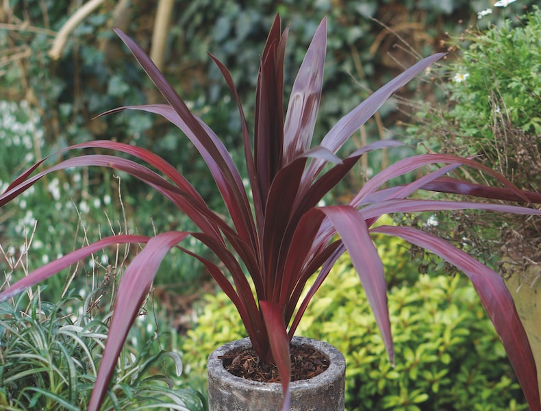 Cordyline 'Superstar' from T&M