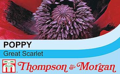 Great Scarlet Poppy from Thompson & Morgan