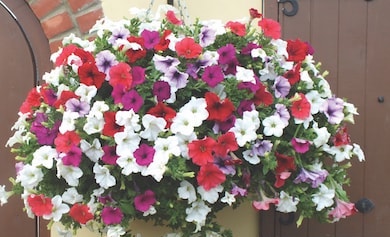Petunia 'Surfinia' Collection from Thompson & Morgan