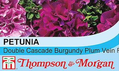 Petunia grandiflora 'Double Cascade Burgundy Plum Vein' F1 Hybrid