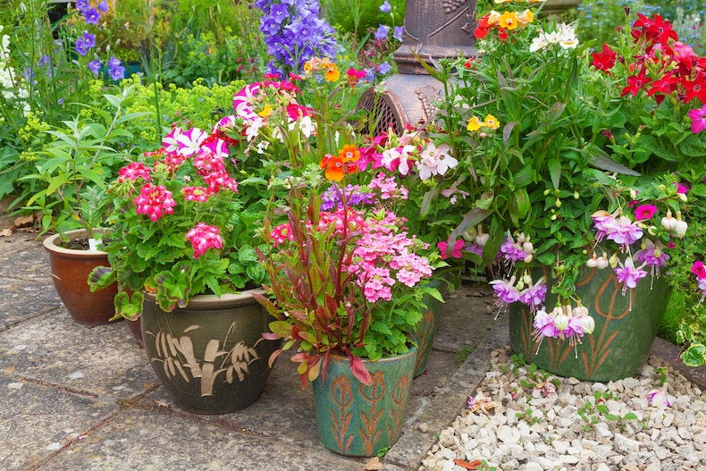 summer flowers in pots