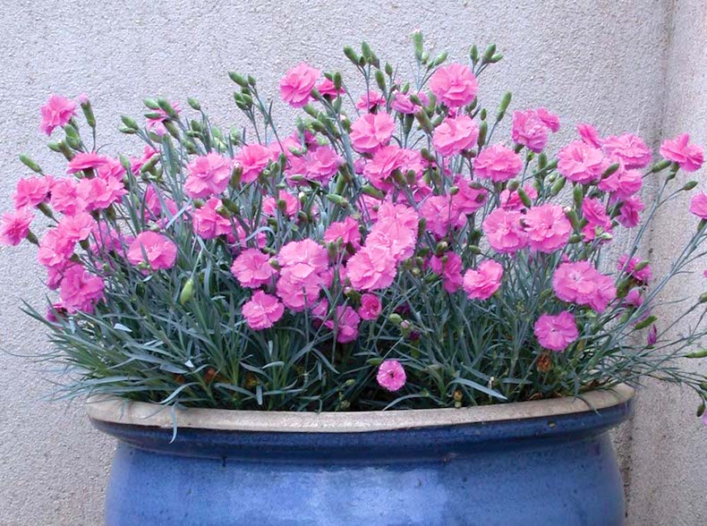 Dianthus 'Tickled Pink' from Thompson & Morgan