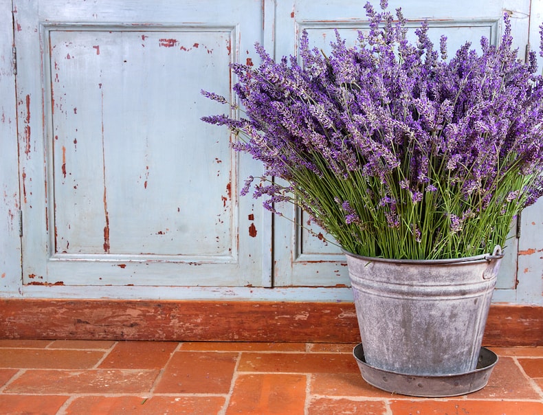 Lavender in metal container