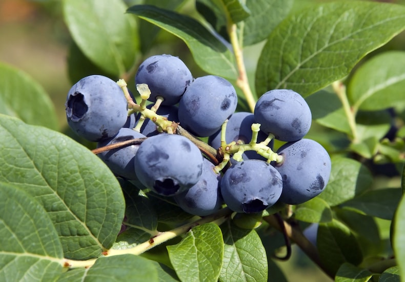 Group of blueberries growing on branch