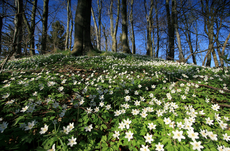 Plants For Ground Cover A, Best Ground Cover To Prevent Weeds Uk