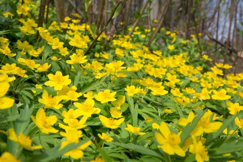 Yellow winter aconite flowers as ground cover flowers