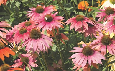 Echinacea with bees
