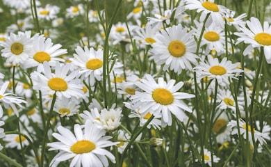 Group of ox-eye daisies
