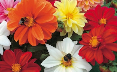 Multicoloured dahlias with bees