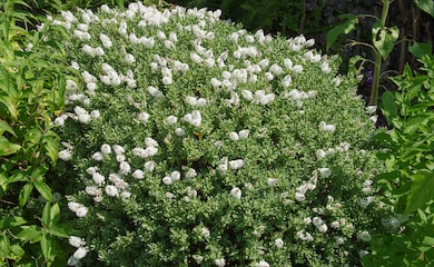 White hebe shrubs with flowers