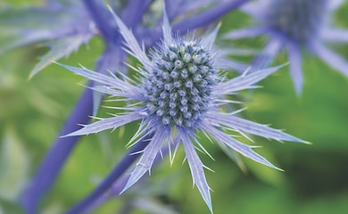 Closeup of blue Sea Holly flower