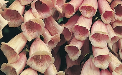 Closeup of Foxglove 'Apricot' flowers