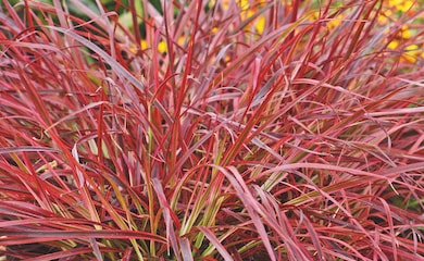Closeup of red Fountain Grass 'Fireworks'