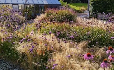 Drought tolerant plants in Harlow Carr
