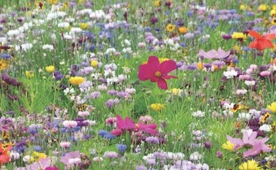 Field of wildflowers