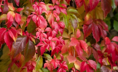 Red leaves of Virginia Creeper
