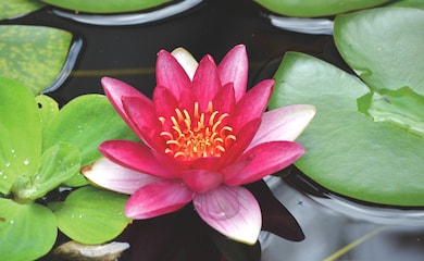 Red water lily in a pond