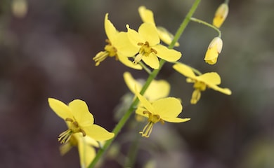 Small yellow flowers of Epimedium
