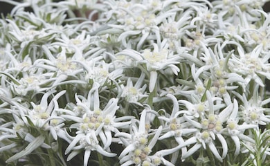 White flowers of Edelweiss