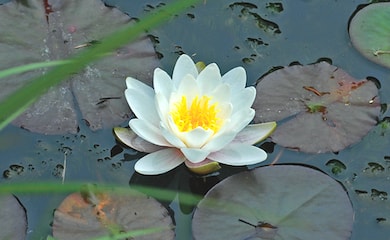 White and yellow water lily next to lilypad