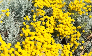 Yellow flowers of Cotton Lavender