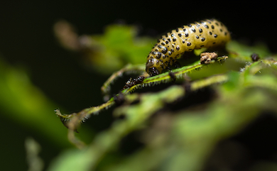 Viburnum beetle on plant