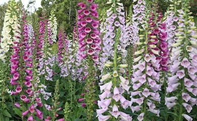 Pink and purple foxgloves