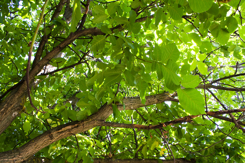shade from tree canopy