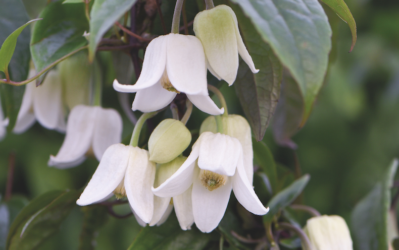 Clematis urophylla 'Winter Beauty' from Thompson & Morgan