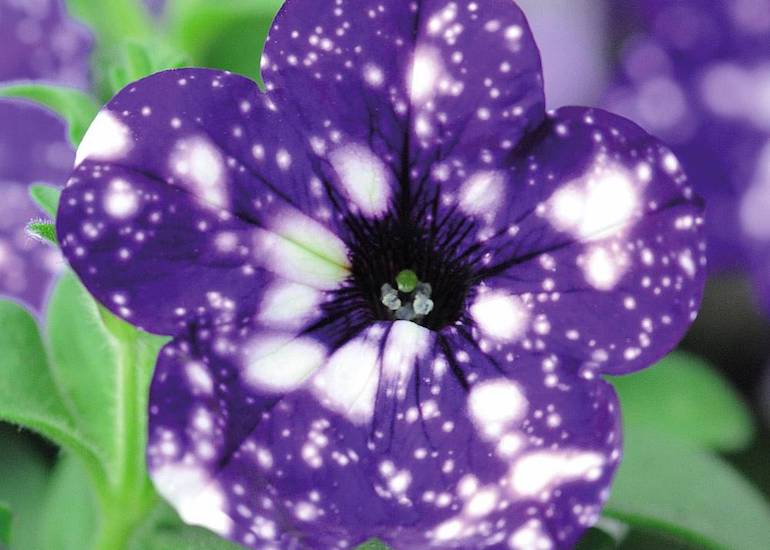 Petunia 'Night Sky' annual plant in a dry and sunny border