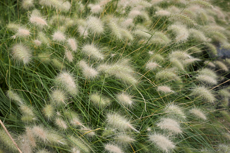 Feathertop Grass in a dry and sunny border