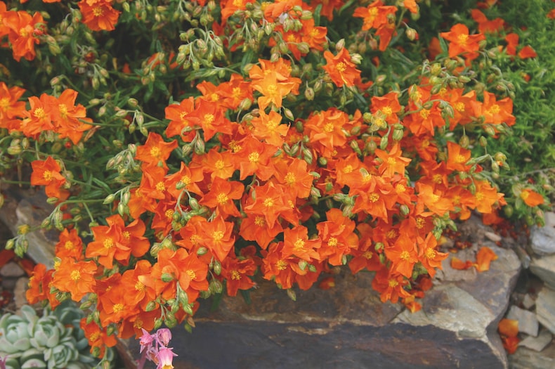 Orange helianthemum flowers