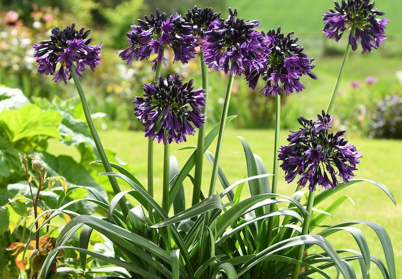 Dark purple agapanthus flowers in containers