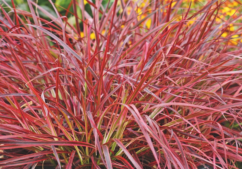 Red pennisetum grass