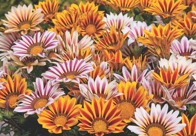 Striped gazania flowers