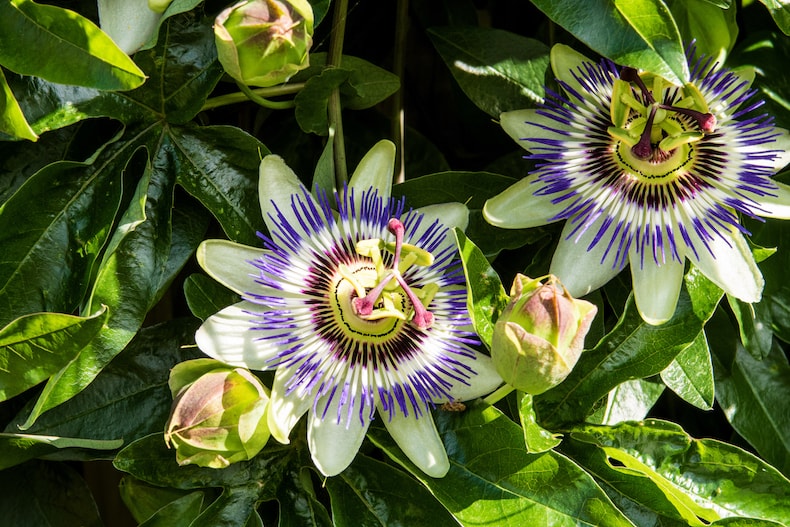 Two flowers of passion flowers