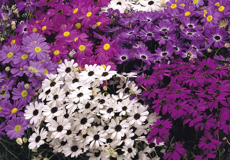 White and purple daisy like flowers