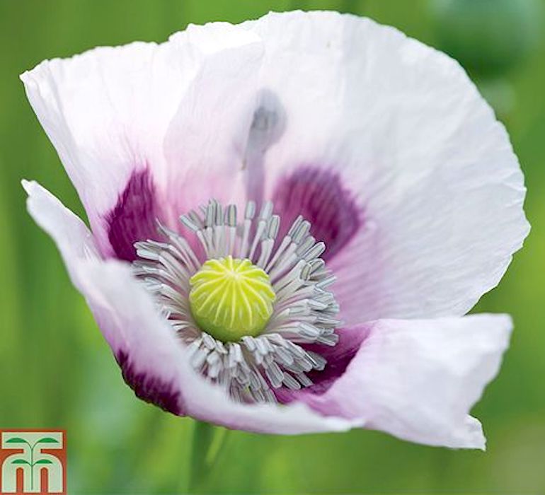 Perennial Flower Plant Red Pink White 100 Seeds of Wild Poppy Flowers 