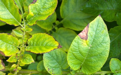 Closeup of potato blight on a leaf