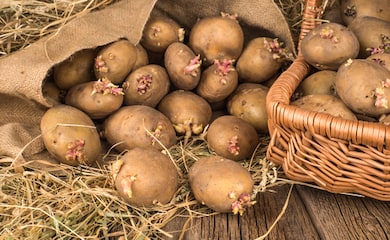 Potatoes in a basket