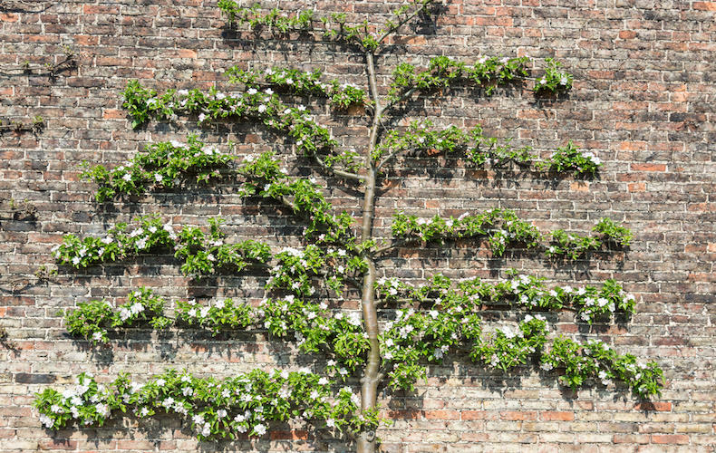 Trained apple tree against a wall
