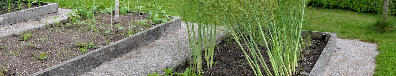 asparagus growing in beds