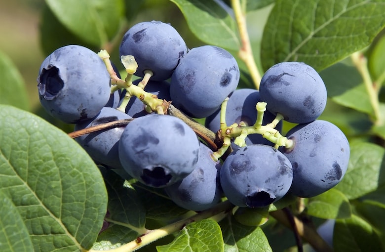 Closeup of blueberry bluecrop