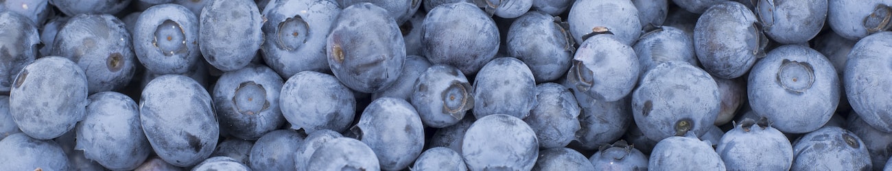 Collection of harvested blueberries