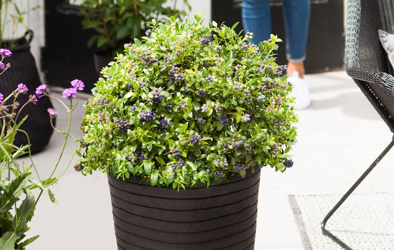 Blueberry BerryBux in a patio container