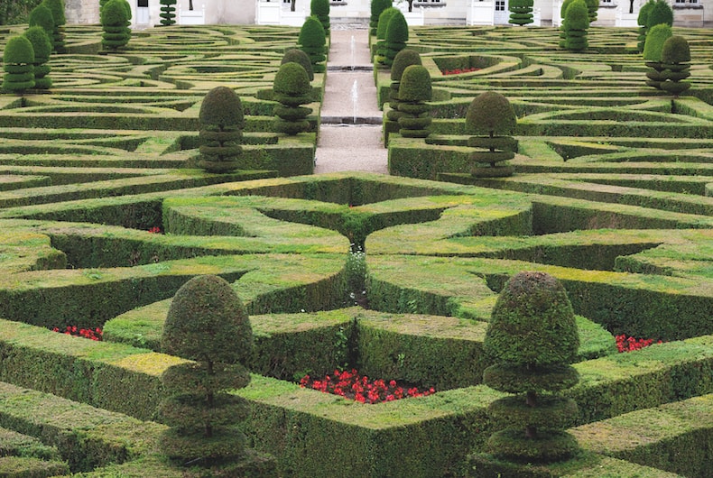 Box (Hedging) Plants in a maze pattern from Thompson & Morgan