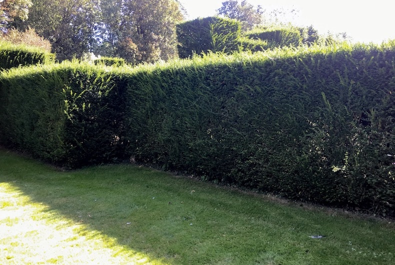Tall yew hedging