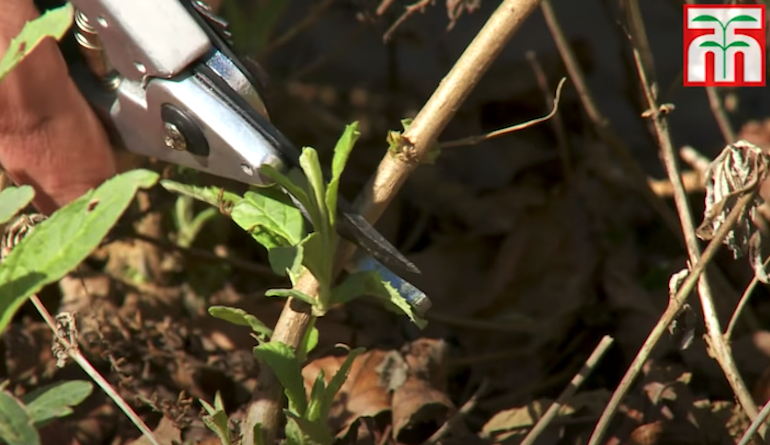 Video still of pruning a buddleja