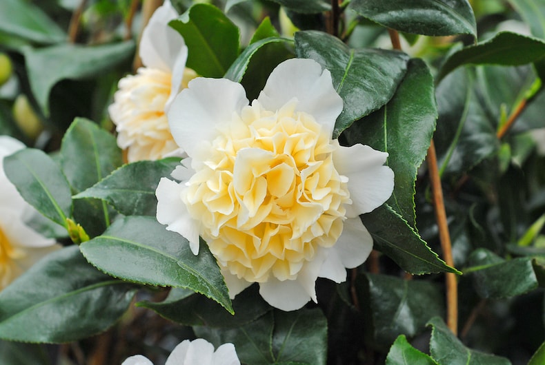 Camellia 'Brushfield's Yellow' from Thompson & Morgan